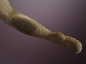 nicolle waterson anthro lioness Modello 3D