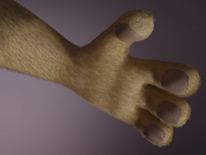 nicolle waterson anthro lioness Modello 3D