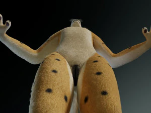 keller di giada Modello 3D