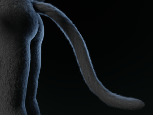 tasha courtney panther anthro Modèle 3D