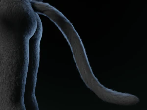 tasha courtney panther anthro 3D Model