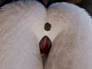 amethysta wolf anthro Modelo 3D