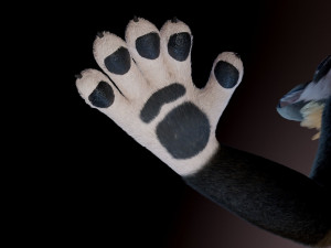 amethysta wolf anthro Modelo 3D
