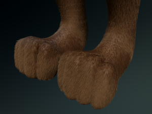 cassandra anthro wolf Modèle 3D