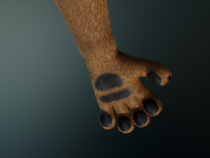 cassandra anthro wolf Modèle 3D