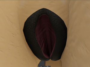 cassandra anthro wolf Modèle 3D