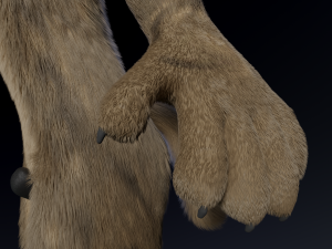 kadu anthro wolf 3D Model