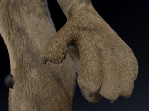 kadu anthro wolf 3D Model