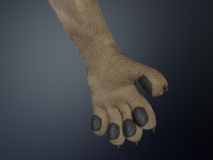 kadu anthro wolf 3D Model