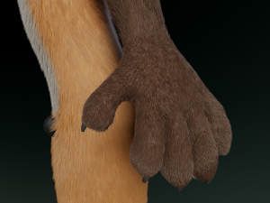 hassun anthro fox Modelo 3D
