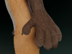 hassun anthro fox 3D Model