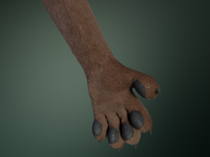 hassun anthro fox Modelo 3D