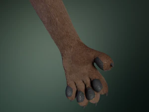 hassun anthro fox 3D Model