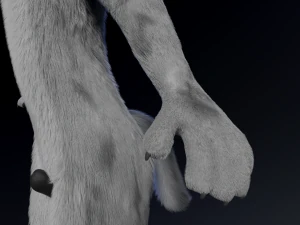 richard anthro wolf 3D Model