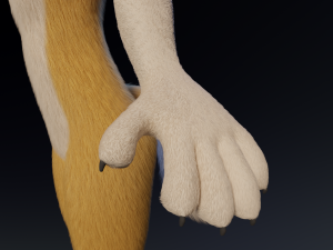 Nara Anthro Fox 3D 모델