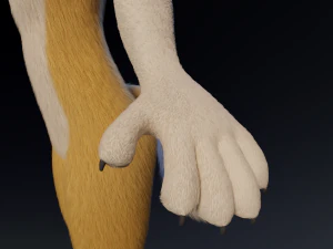 Nara Anthro Fox Modello 3D