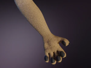 Ashley Anthro Wolf 3D Model