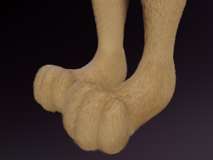 Ashley Anthro Wolf Modelo 3D
