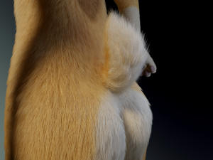 Alexa Anthro Rabbit Modèle 3D