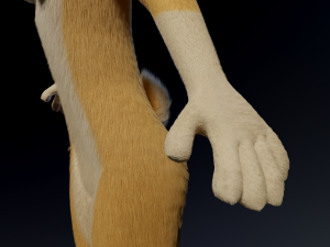 Alexa Anthro Rabbit Modèle 3D