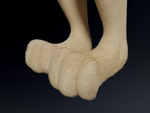 Alexa Anthro Rabbit Modèle 3D