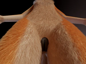 Dakota Anthro Fox 3D Model