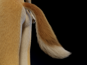 Jully Anthro Fox 3D Model