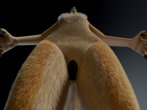 Jully Anthro Fox 3D Model