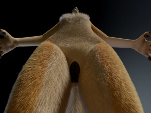 Jully Anthro Fox Modello 3D