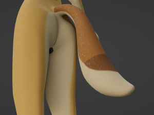 Jully Anthro Fox 3D Model
