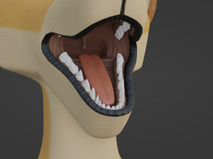 Jully Anthro Fox 3D Model
