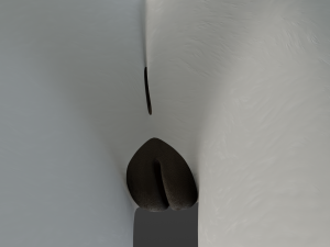 Sophia Anthro Arctic Fox Modelo 3D