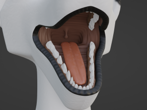 Sophia Anthro Arctic Fox Modelo 3D