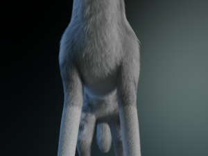 Kodai Wolf Modello 3D