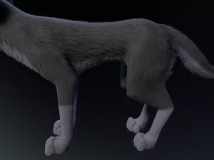 Niju Wolf 3D Model