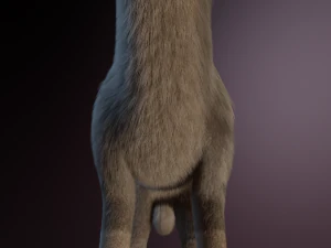 Trinity Wolf 3D Model