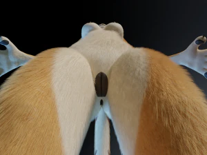 Aurora Anthro Cat 3D Model