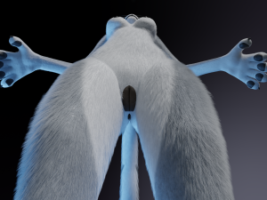Darla Anthro Cat Modèle 3D