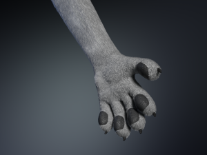 Chris Anthro Wolf 3D Model