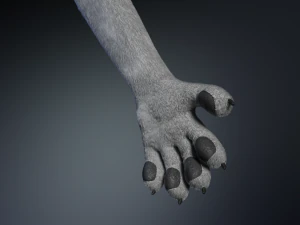 Chris Anthro Lupo Modello 3D