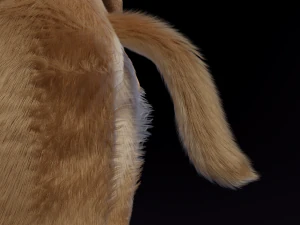 Jacob Antro Lobo Modelo 3D