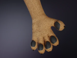 Jacob Antro Lobo Modelo 3D