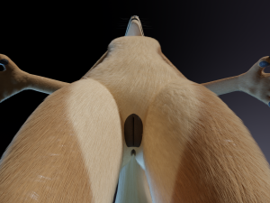 Athena Anthro Fox 3D 모델