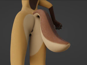 Catalina Anthro Fox 3D Model