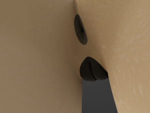 Catalina Anthro Fox Modèle 3D
