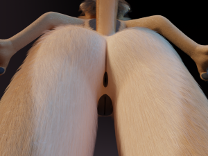 Nayara Anthro Lioness Modelo 3D
