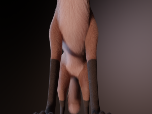 Vidgard Fox 3Dモデル