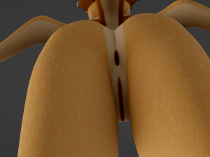 Yashley Anthro Fox Modèle 3D