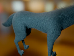 Noah Wolf 3D Model