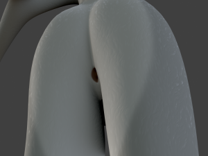 Koda Anthro Wolf 3D Модель